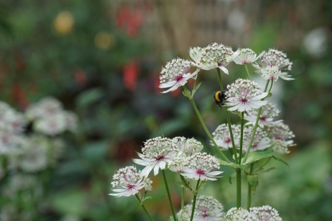 beautiful spring flowers