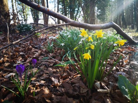 beautiful spring flowers